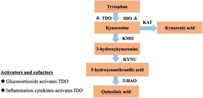 The relationship between Type D personality with atherosclerotic plaque and cardiovascular events: The mediation effect of inflammation and kynurenine/tryptophan metabolism